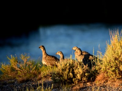 Greater sage-grouse at Seedskadee National Wildlife Refuge