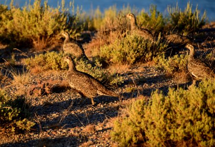 Greater sage-grouse at Seedskadee National Wildlife Refuge
