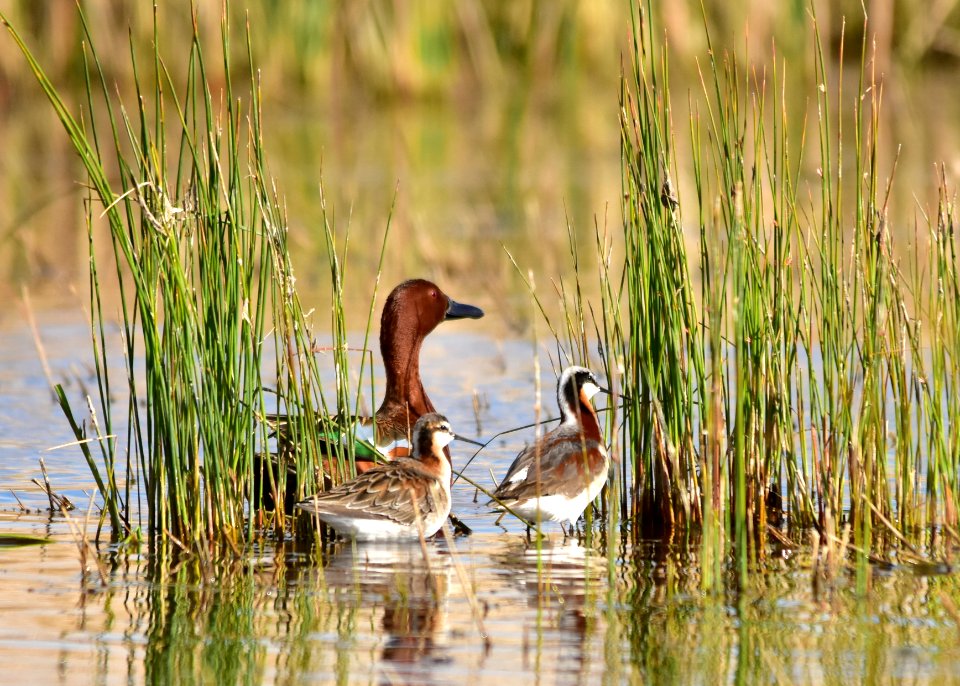 Cinnamon teal at Seedskadee National Wildlife Refuge