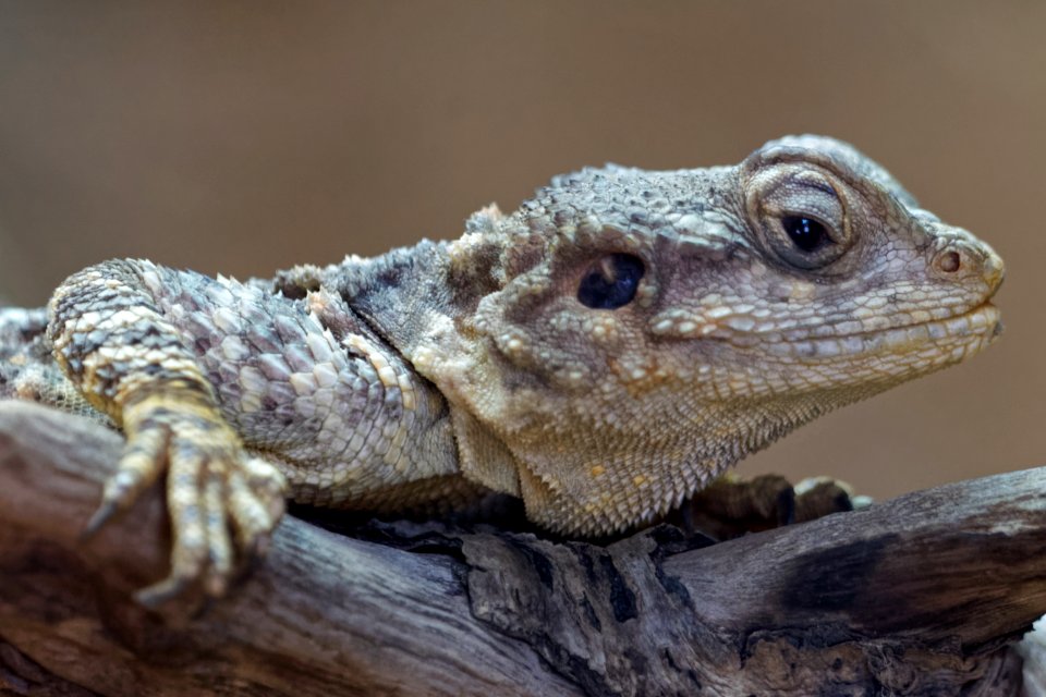 Painted Dragon, Marwell Zoo