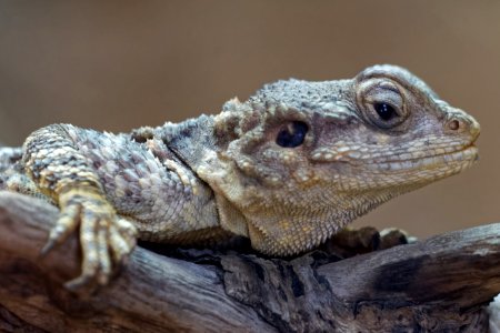 Painted Dragon, Marwell Zoo