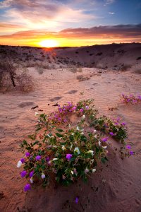 North Algodones Dunes Wilderness