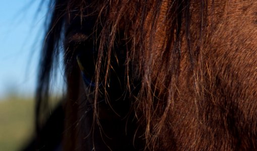 Eye of the Horse Holder