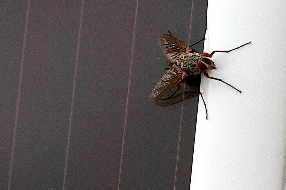 2016/366/275 Solar Powered Fly