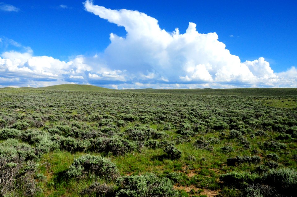 Sage steppe at Arapaho National Wildlife Refuge