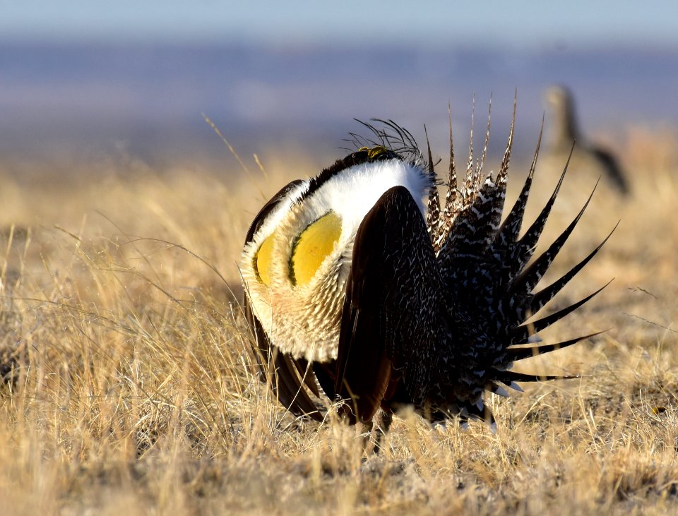 Greater sage-grouse near Seedskadee National Wildlife Refuge