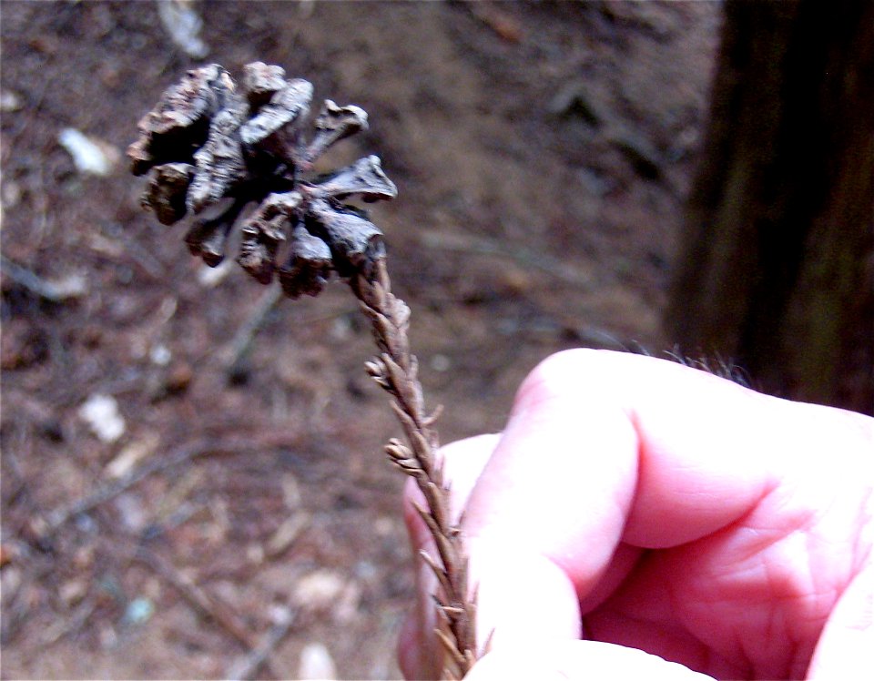 Redwoods come from these puny cones?