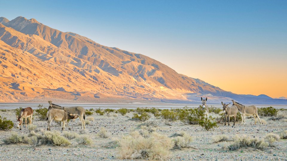 Panamint Valley Burros