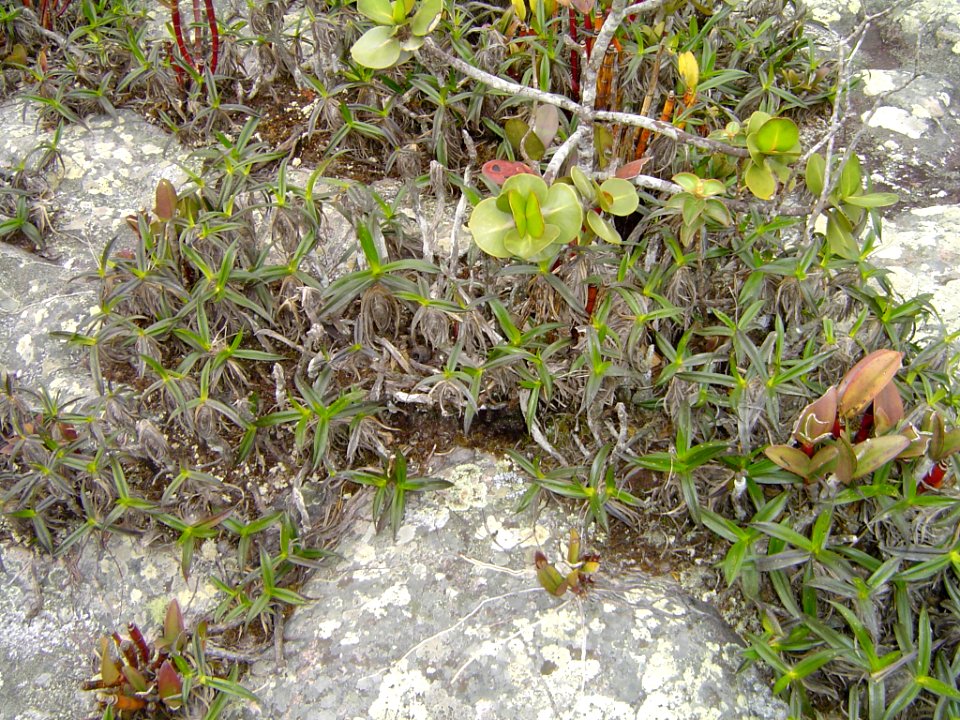 Vegetação típica do Morro do Pai Inácio