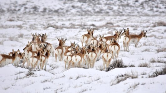 Pronghorn at Seedskadee National Wildlife Refuge