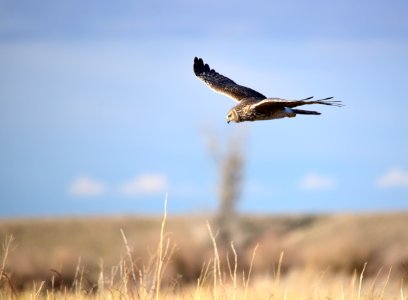 Northern harrier at Seedskadee National Wildlife Refuge