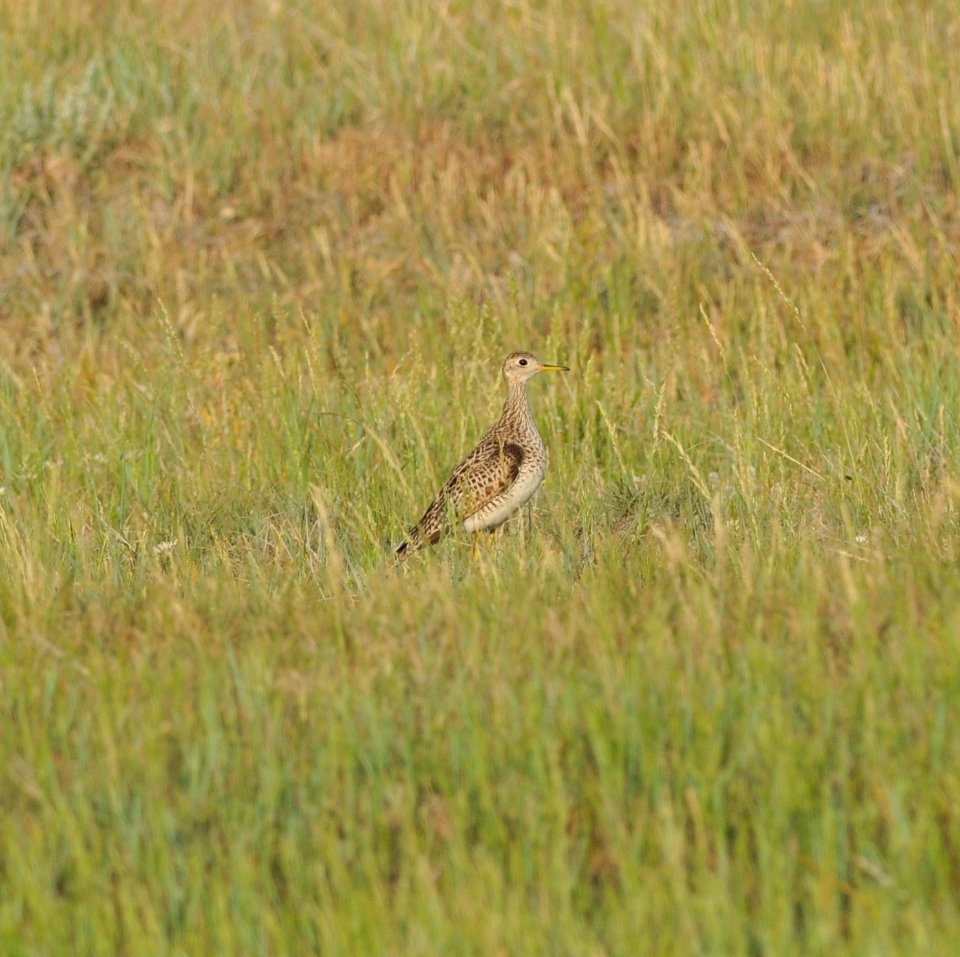 Upland Sandpiper, Scott Somershoe 4