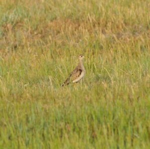 Upland Sandpiper, Scott Somershoe 4