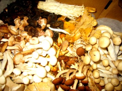 Mushroom Variety Pack