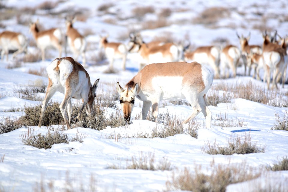 Pronghorn at Seedskadee National Wildlife Refuge