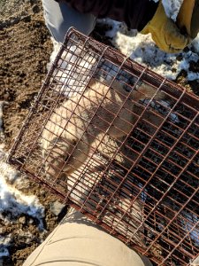 Trapped Prairie dog