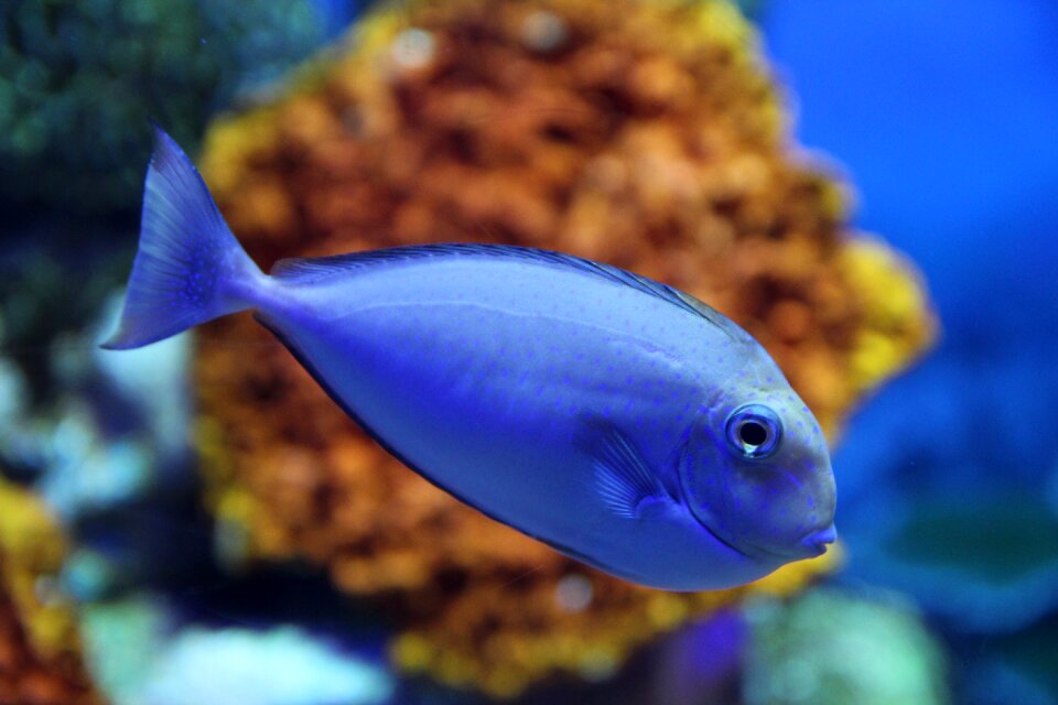 Sea fishes aquarium