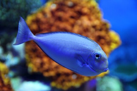 Sea fishes aquarium photo