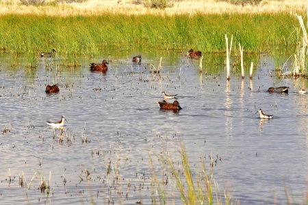 Cinnamon teal, green-winged teal, Wilson's phalarope at Seedskadee National Wildlife Refuge photo