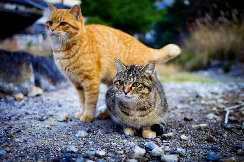 Japan animal kitten