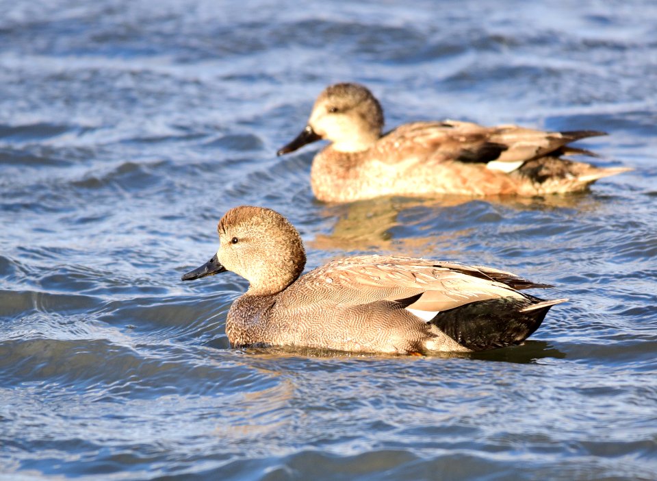 Gadwall on Seedskadee National Wildlife Refuge
