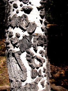 Aspen Knobby Texture