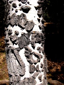 Aspen Knobby Texture photo