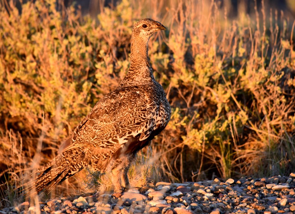 Greater sage-grouse at Seedskadee National Wildlife Refuge