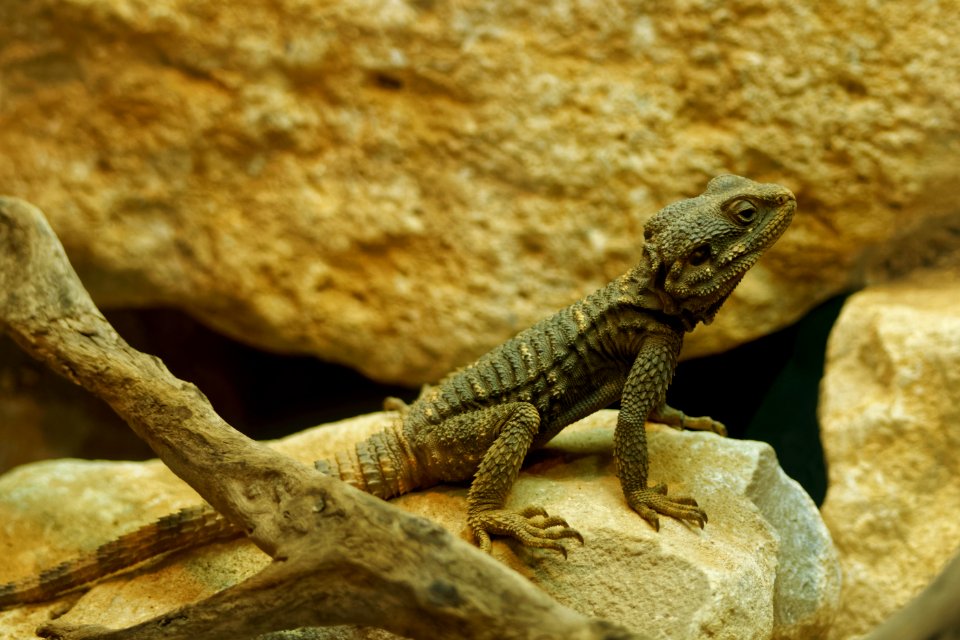 Painted Dragon, Marwell Zoo