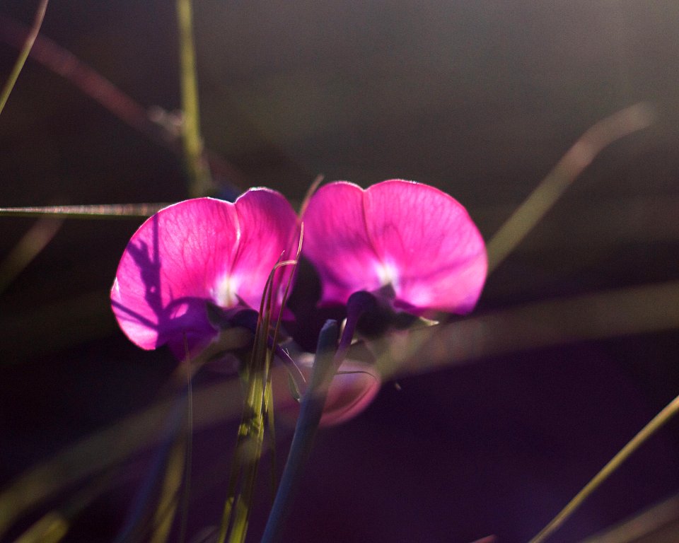 2019/365/189 Wild Sweet Pea Surprise