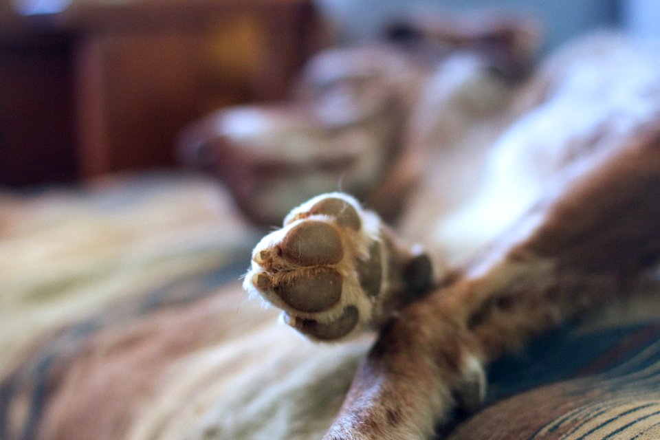 2018/365/49 Talk to the Paw!