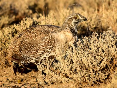 Greater sage-grouse at Seedskadee National Wildlife Refuge