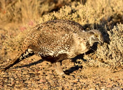 Greater sage-grouse at Seedskadee National Wildlife Refuge
