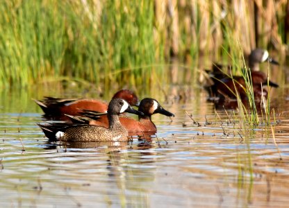 Cinnamon X blue-winged teal cross at Seedskadee National Wildlife Refuge photo