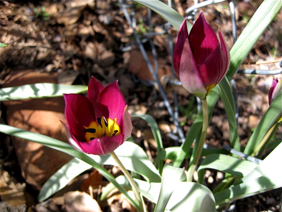 Whatever These are, They are Pretty