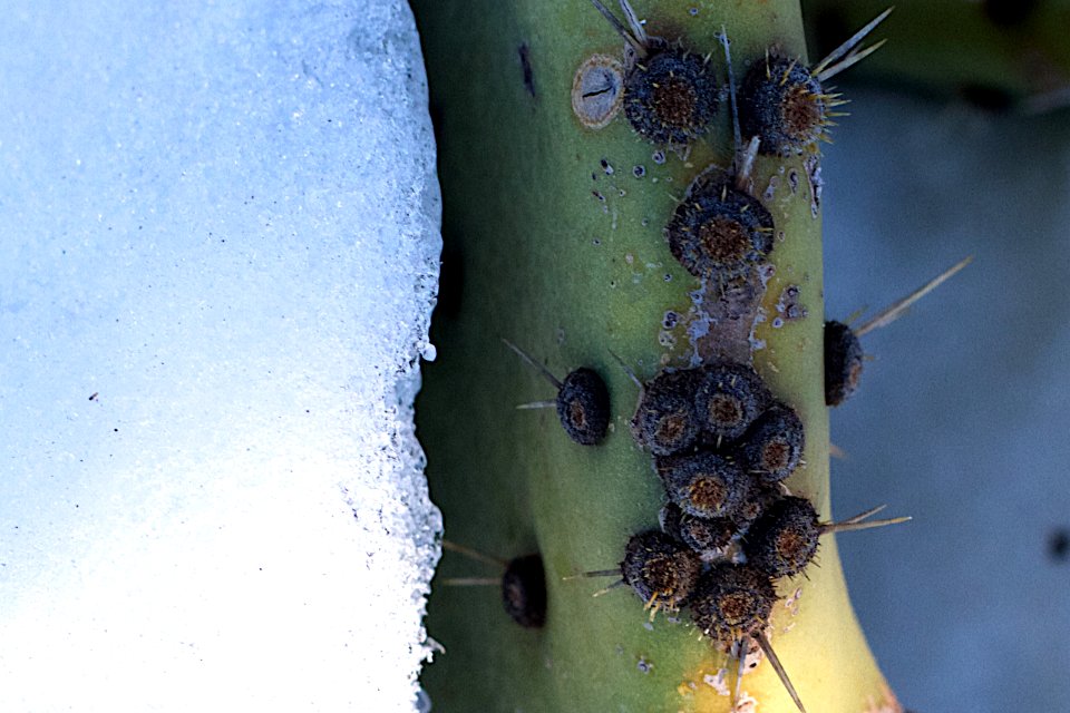 I'm Not Frozen!