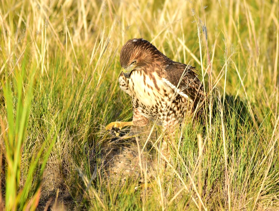 Juvenile red-tailed hawk at Seedskadee National Wildlife Refuge