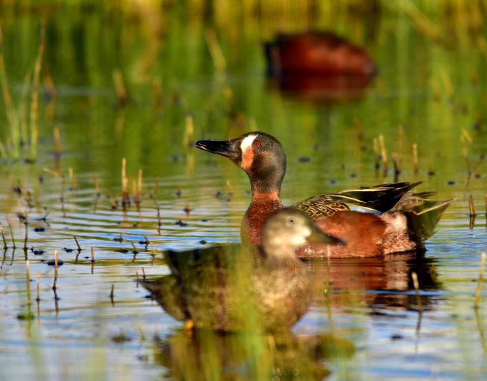 Cinnamon X blue-winged teal cross at Seedskadee National Wildlife Refuge