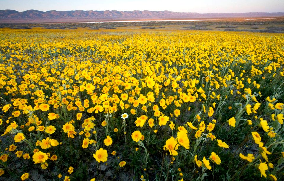Carrizo Plain National Monument