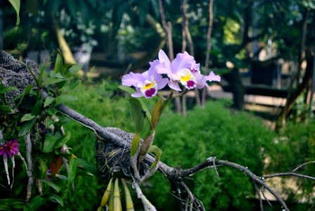 Asan Botanical Garden
