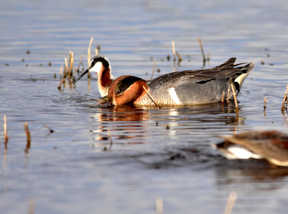 Green-winged teal at Seedskadee National Wildlife Refuge
