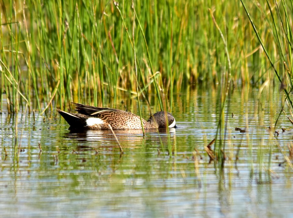 Blue-winged teal at Seedskadee National Wildlife Refuge