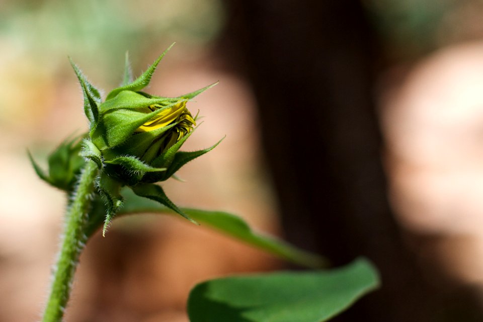 Here Comes a Sunflower