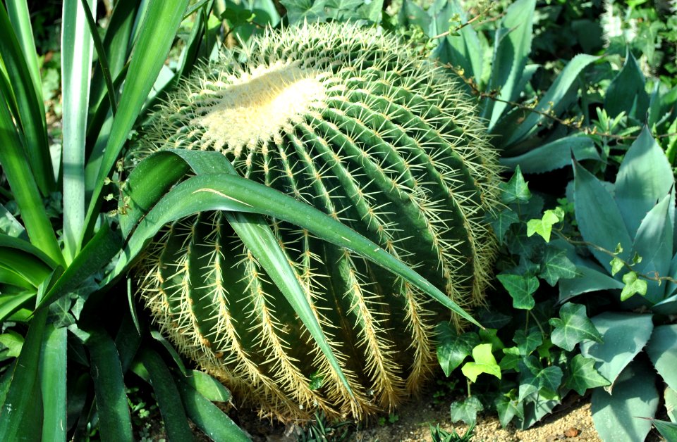 Asan Botanical Garden