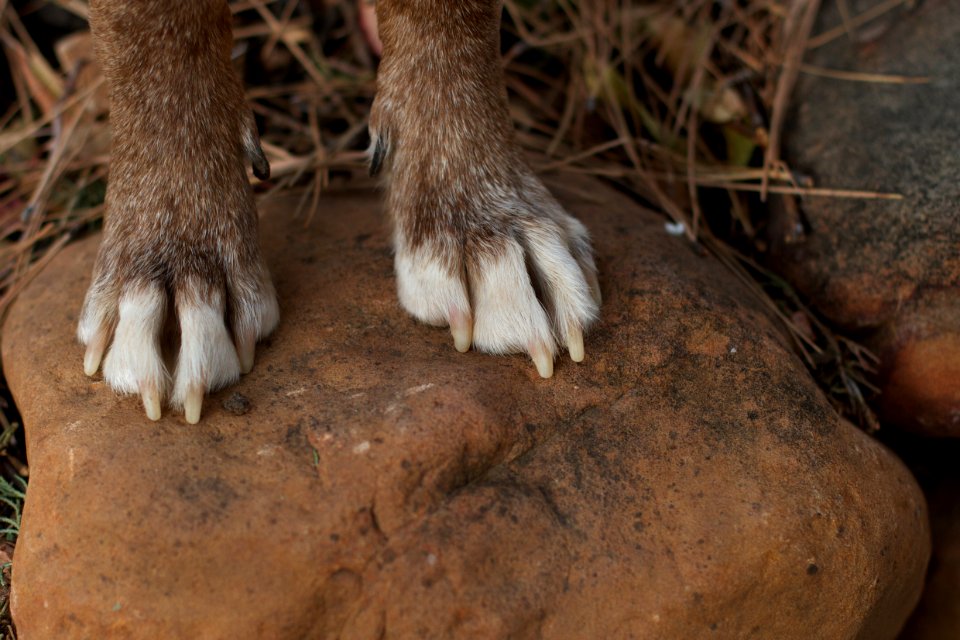 I Know Those Paws