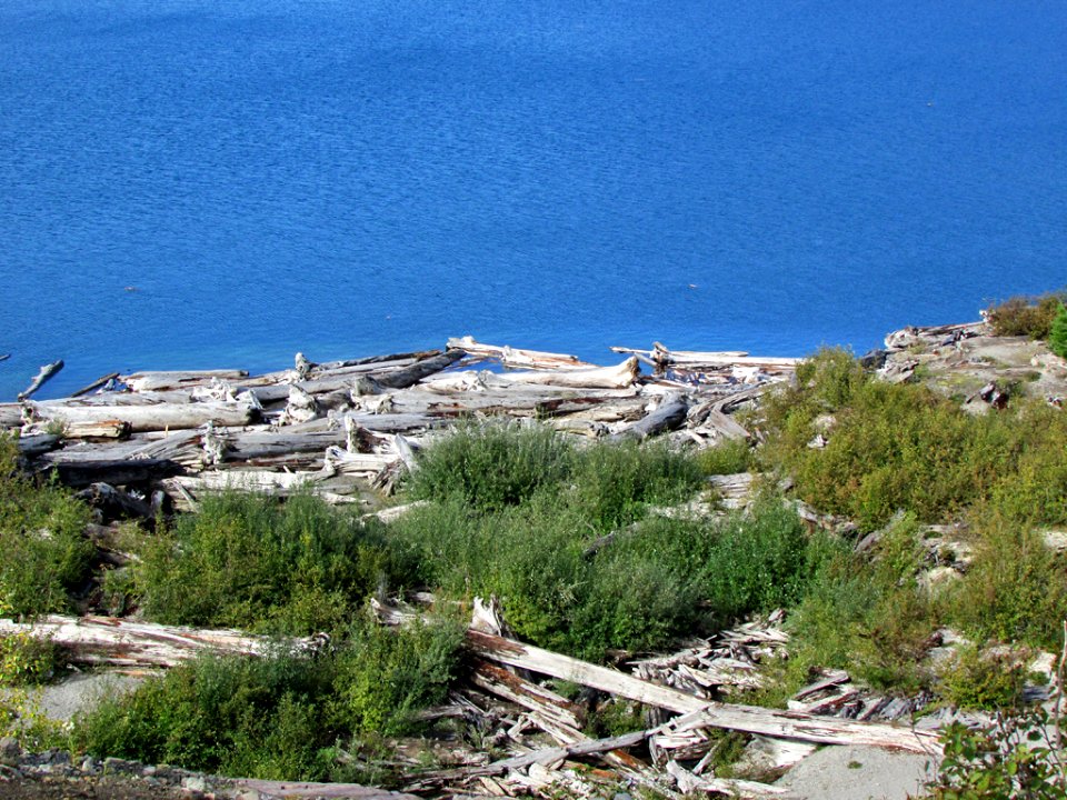 Logjam at Spirit Lake at Mt. St. Helens in Washington