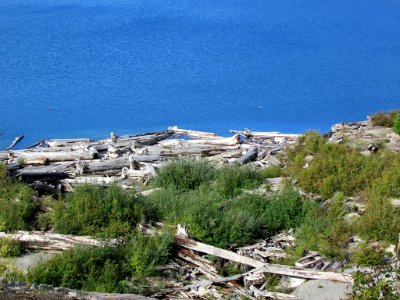 Logjam at Spirit Lake at Mt. St. Helens in Washington