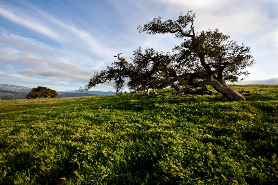 Tree in Field at Fort Ord