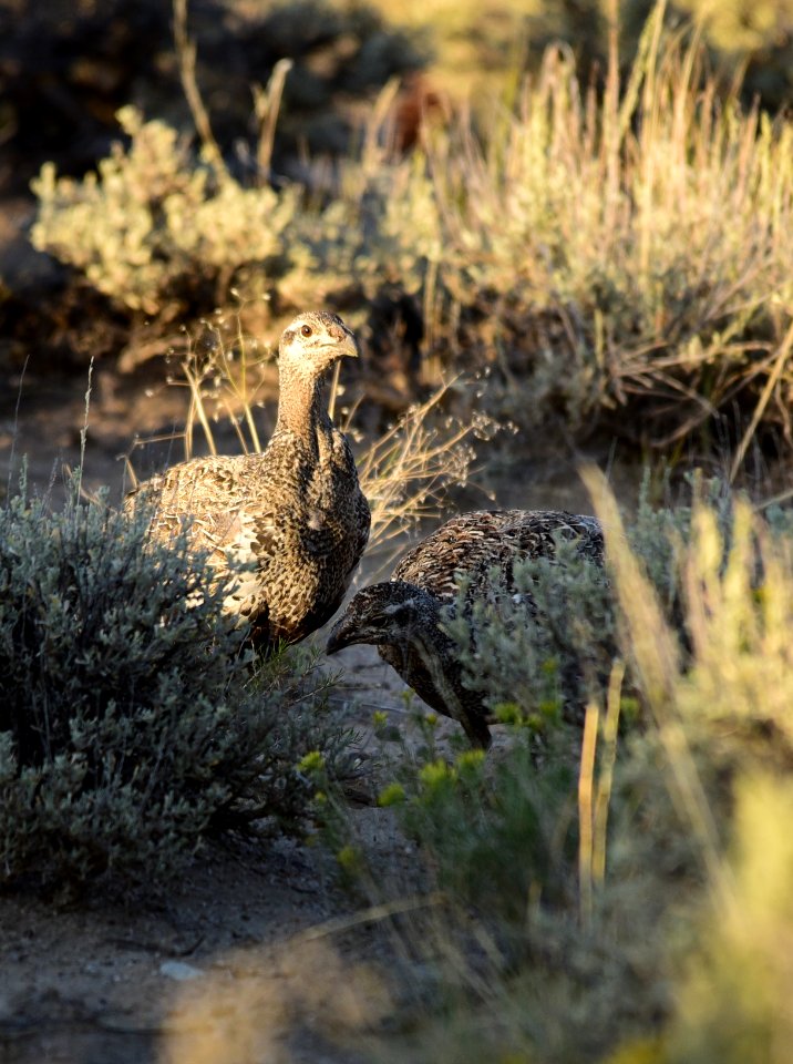 Greater sage-grouse at Seedskadee National Wildlife Refuge