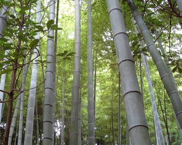 Nature green asia